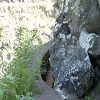 Plants: image 99 Of 117 Thumb